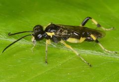 Macrophya flavicoxae by (c) skitterbug, some rights reserved (CC BY), uploaded by skitterbug. Used under a CC-BY license.