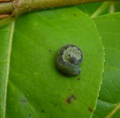 Macrophya flicta by (c) christine123, some rights reserved (CC BY), uploaded by christine123. Used under a CC-BY license.