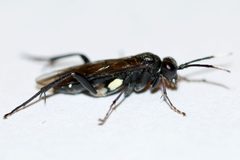 Macrophya nigra by (c) Owen Strickland, some rights reserved (CC BY), uploaded by Owen Strickland. Used under a CC-BY license.