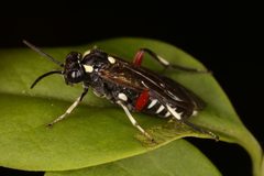 Macrophya punctumalbum by (c) thomas_oswald, some rights reserved (CC BY), uploaded by thomas_oswald. Used under a CC-BY license.