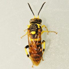 Macrophya succincta by (c) Bill Keim, some rights reserved (CC BY). Used under a CC-BY license.