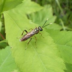 Macrophya varia by (c) Ben Armstrong, some rights reserved (CC BY), uploaded by Ben Armstrong. Used under a CC-BY license.