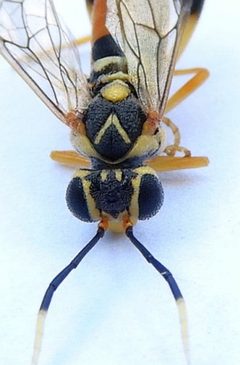 Macrophya varia by (c) jimeckert49, some rights reserved (CC BY). Used under a CC-BY license.