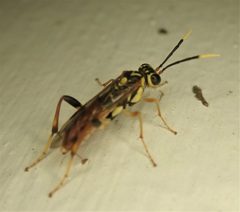 Macrophya varia by (c) Stan Rullman, some rights reserved (CC BY), uploaded by Stan Rullman. Used under a CC-BY license.