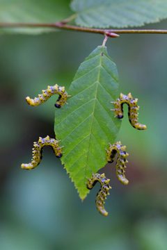 Nematus latitarsus by (c) Kristof Zyskowski, some rights reserved (CC BY), uploaded by Kristof Zyskowski. Used under a CC-BY license.