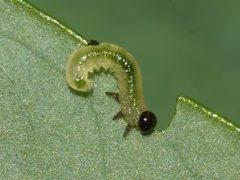 Pristiphora rufipes by (c) bitsnbirds, some rights reserved (CC BY), uploaded by bitsnbirds. Used under a CC-BY license.