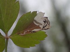 Pseudodineura parva by (c) Evan M. Raskin, some rights reserved (CC BY), uploaded by Evan M. Raskin. Used under a CC-BY license.