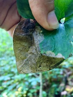 Pseudodineura parva by (c) gonodactylus, some rights reserved (CC BY), uploaded by gonodactylus. Used under a CC-BY license.