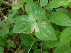 Pseudodineura parva by (c) Evan M. Raskin, some rights reserved (CC BY), uploaded by Evan M. Raskin. Used under a CC-BY license.