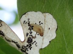 Pseudodineura parva by (c) Evan M. Raskin, some rights reserved (CC BY), uploaded by Evan M. Raskin. Used under a CC-BY license.