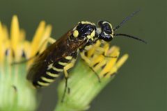 Rhogogaster lateraria by no rights reserved, uploaded by Thompson Hyggen. Used under a CC0 license.