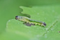 Selandriinae by (c) Bill Keim, some rights reserved (CC BY). Used under a CC-BY license.