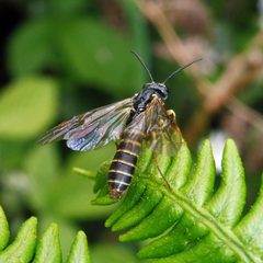 Selandriinae by (c) Barry Walter, some rights reserved (CC BY), uploaded by Barry Walter. Used under a CC-BY license.