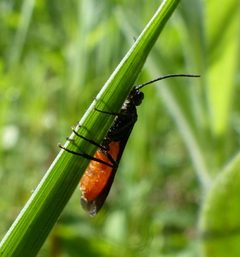 Strongylogaster tacita by (c) christine123, some rights reserved (CC BY), uploaded by christine123. Used under a CC-BY license.