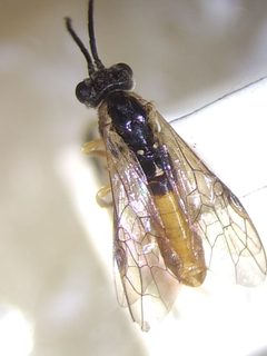 Strongylogaster tibialis by (c) Michele Jones, some rights reserved (CC BY), uploaded by Michele Jones. Used under a CC-BY license.