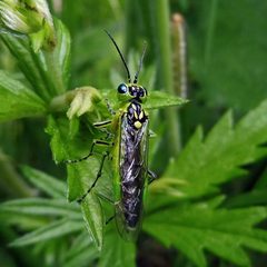 Rhogogaster by (c) Barry Walter, some rights reserved (CC BY), uploaded by Barry Walter. Used under a CC-BY license.