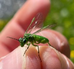 Tenthredo olivacea by (c) tomas_kay, some rights reserved (CC BY). Used under a CC-BY license.