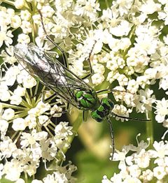 Tenthredo olivacea by (c) Martin Scheuch, some rights reserved (CC BY), uploaded by Martin Scheuch. Used under a CC-BY license.