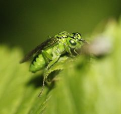 Tenthredo olivacea by (c) juliusp, some rights reserved (CC BY), uploaded by juliusp. Used under a CC-BY license.