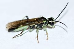 Tenthredo angulifer by (c) Owen Strickland, some rights reserved (CC BY), uploaded by Owen Strickland. Used under a CC-BY license.