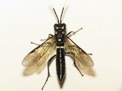 Tenthredo grandis by (c) Dan MacNeal, some rights reserved (CC BY), uploaded by Dan MacNeal. Used under a CC-BY license.