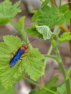 Tenthredo obscuripennis by (c) Kate Crowell Walker, some rights reserved (CC BY), uploaded by Kate Crowell Walker. Used under a CC-BY license.