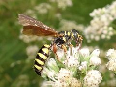 Myzinum quinquecinctum by (c) Thomas Koffel, some rights reserved (CC BY), uploaded by Thomas Koffel. Used under a CC-BY license.