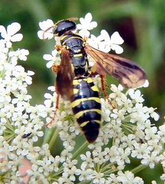 Myzinum quinquecinctum by (c) Gordon C. Snelling, some rights reserved (CC BY), uploaded by Gordon C. Snelling. Used under a CC-BY license.