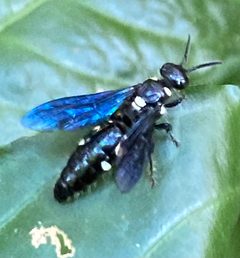 Tiphiinae by (c) River Ahlquist, some rights reserved (CC BY), uploaded by River Ahlquist. Used under a CC-BY license.