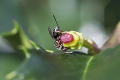 Monodontomerus by (c) Bill Keim, some rights reserved (CC BY). Used under a CC-BY license.