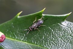 Monodontomerus by (c) Bill Keim, some rights reserved (CC BY). Used under a CC-BY license.