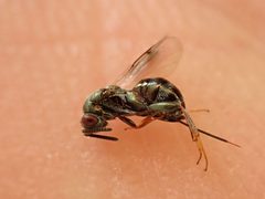 Monodontomerus obscurus by (c) Nasser Halaweh, some rights reserved (CC BY), uploaded by Nasser Halaweh. Used under a CC-BY license.