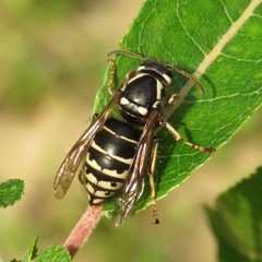 Dolichovespula arctica by (c) Dan MacNeal, some rights reserved (CC BY), uploaded by Dan MacNeal. Used under a CC-BY license.