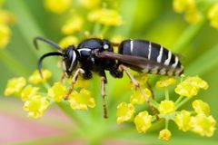 Dolichovespula arctica by (c) Owen Strickland, some rights reserved (CC BY), uploaded by Owen Strickland. Used under a CC-BY license.