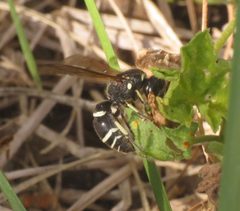 Ancistrocerus albophaleratus by no rights reserved, uploaded by Steve Wells. Used under a CC0 license.