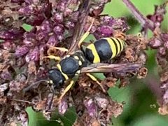 Ancistrocerus gazella by (c) eebee, some rights reserved (CC BY), uploaded by eebee. Used under a CC-BY license.