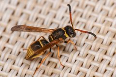 Ancistrocerus tuberculocephalus by (c) Trevor Van Loon, some rights reserved (CC BY), uploaded by Trevor Van Loon. Used under a CC-BY license.