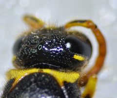 Ancistrocerus tuberculocephalus by (c) Don Loarie, some rights reserved (CC BY), uploaded by Don Loarie. Used under a CC-BY license.