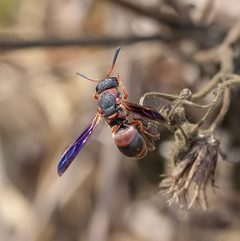 Pachodynerus erynnis by (c) Richard Stovall, some rights reserved (CC BY), uploaded by Richard Stovall. Used under a CC-BY license.