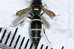 Parancistrocerus pensylvanicus by (c) Owen Strickland, some rights reserved (CC BY), uploaded by Owen Strickland. Used under a CC-BY license.
