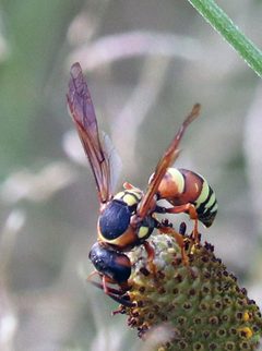 Pterocheilus by (c) Catherine C. Galley, some rights reserved (CC BY), uploaded by Catherine C. Galley. Used under a CC-BY license.