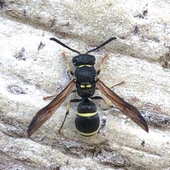 Symmorphus albomarginatus by (c) Dan MacNeal, some rights reserved (CC BY), uploaded by Dan MacNeal. Used under a CC-BY license.