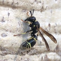 Symmorphus albomarginatus by (c) Dan MacNeal, some rights reserved (CC BY), uploaded by Dan MacNeal. Used under a CC-BY license.