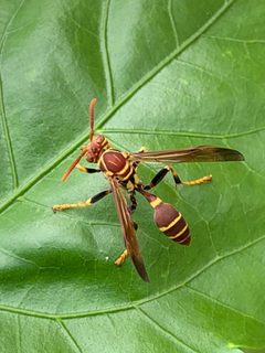 Mischocyttarus mexicanus cubicola by (c) Sandra H Statner, some rights reserved (CC BY), uploaded by Sandra H Statner. Used under a CC-BY license.