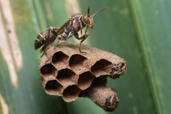 Mischocyttarus mexicanus mexicanus by no rights reserved, uploaded by Alejandro Santillana. Used under a CC0 license.