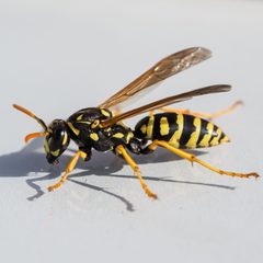 Polistes dominula by (c) Bill Keim, some rights reserved (CC BY). Used under a CC-BY license.