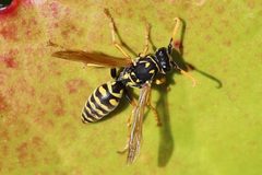Polistes dominula by (c) eebee, some rights reserved (CC BY), uploaded by eebee. Used under a CC-BY license.