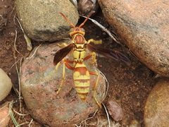 Polistes dorsalis by (c) Sam Kieschnick, some rights reserved (CC BY), uploaded by Sam Kieschnick. Used under a CC-BY license.