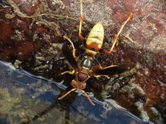 Polistes dorsalis by (c) Katja Schulz, some rights reserved (CC BY). Used under a CC-BY license.