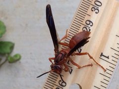Polistes rubiginosus by (c) Laura Clark, some rights reserved (CC BY), uploaded by Laura Clark. Used under a CC-BY license.